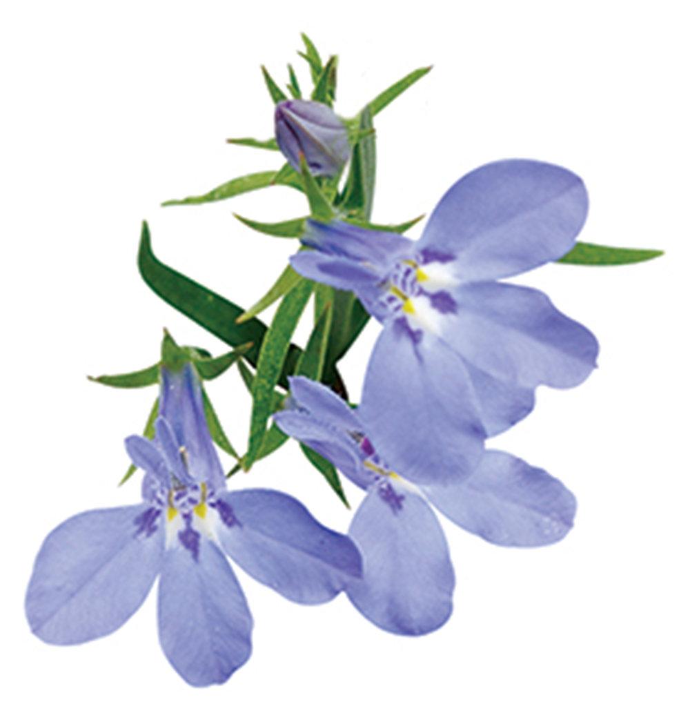 Lobelia Laguna Sky Blue - View 6 from www redcrocus com
