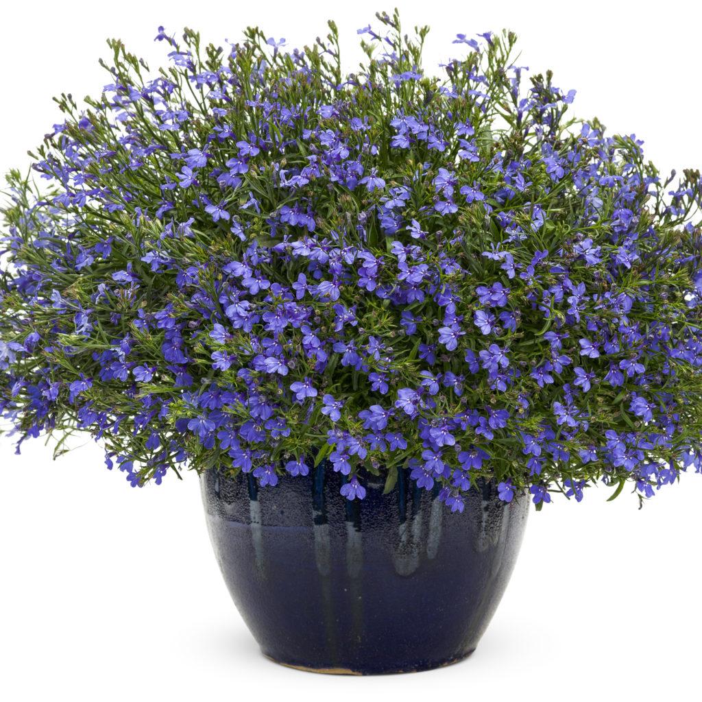 Lobelia Laguna Sky Blue - View 7 from www redcrocus com
