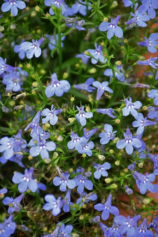 Lobelia Laguna Sky Blue - View 8 from www redcrocus com