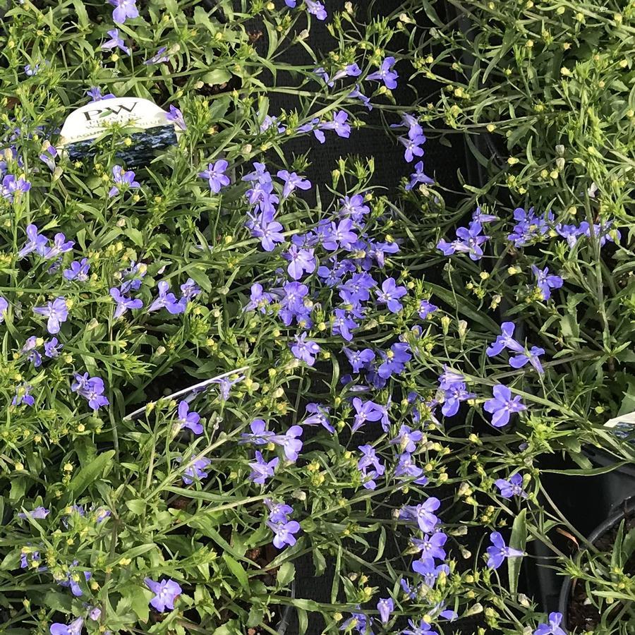 Lobelia Laguna Sky Blue - View 9 from www redcrocus com