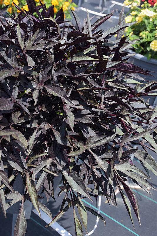 Ipomoea Illusion Midnight Lace - View 12 from www redcrocus com