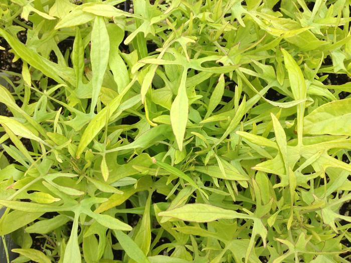 Ipomoea Illusion Emerald Lace - View 10 from www redcrocus com
