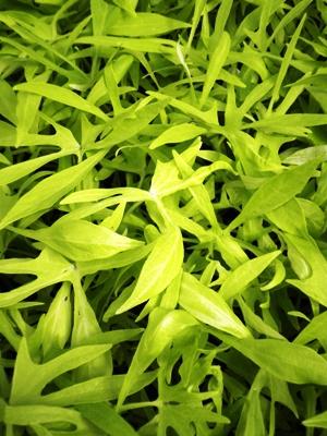 Ipomoea Illusion Emerald Lace - View 15 from www redcrocus com