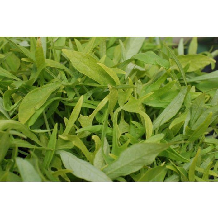 Ipomoea Illusion Emerald Lace - View 16 from www redcrocus com