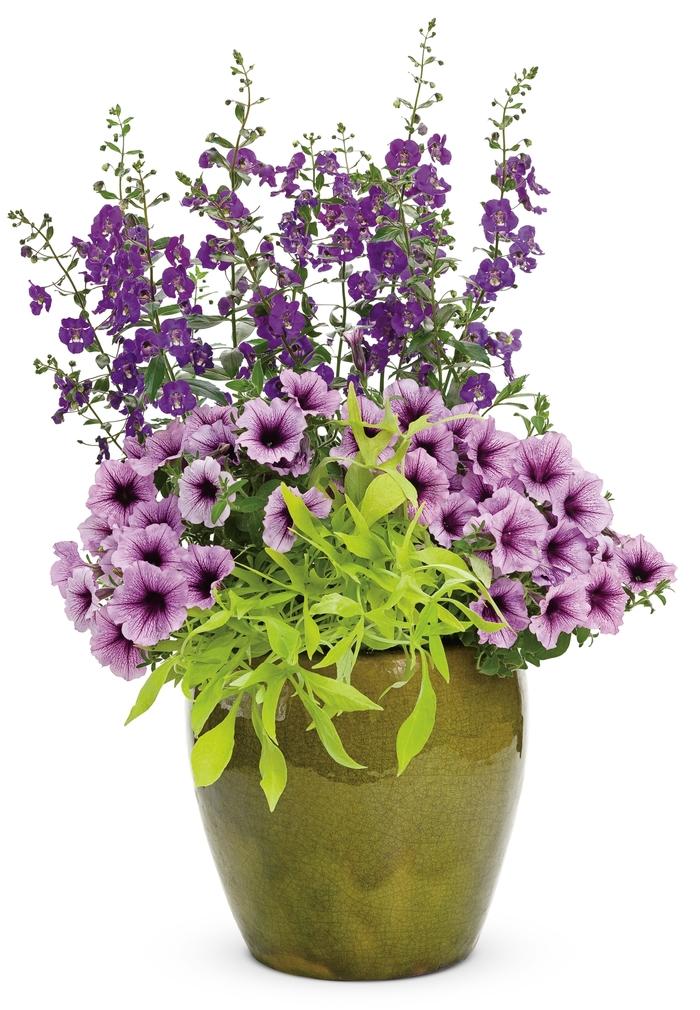 Ipomoea Illusion Emerald Lace - View 4 from www redcrocus com