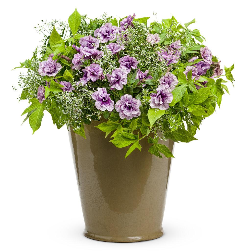 Ipomoea Illusion Emerald Lace - View 7 from www redcrocus com