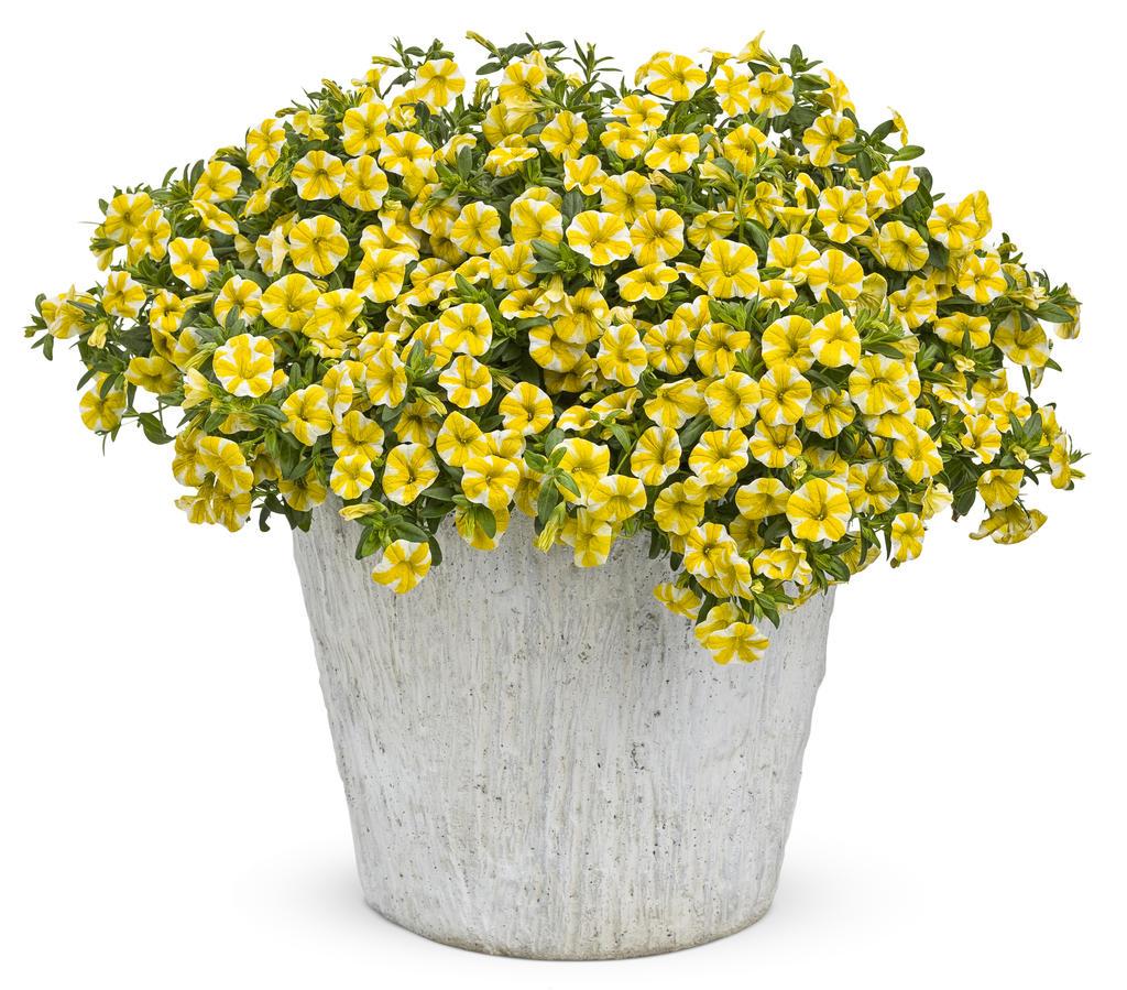 Calibrachoa Superbells Lemon Slice - View 3 from www redcrocus com