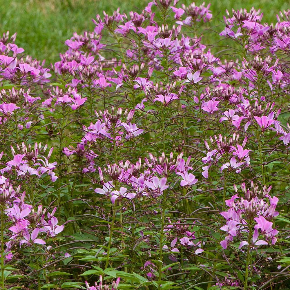 Cleome Senorita Rosalita - View 10 from www redcrocus com