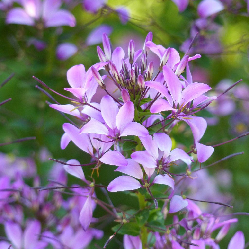 Cleome Senorita Rosalita - View 11 from www redcrocus com