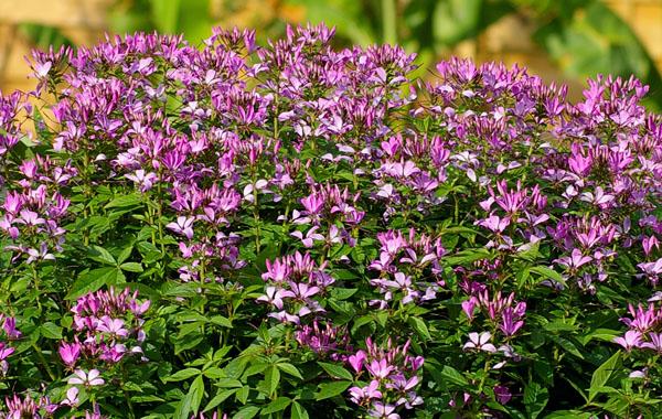 Cleome Senorita Rosalita - View 12 from www redcrocus com