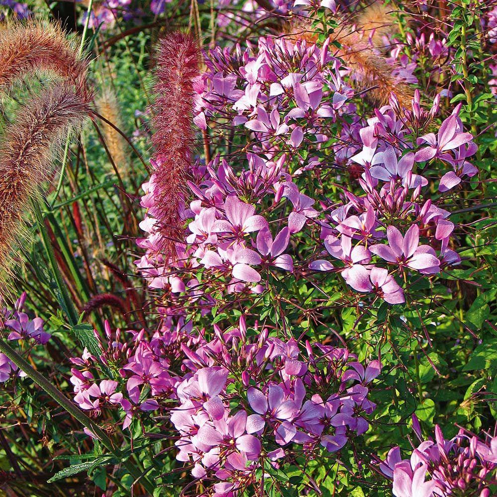 Cleome Senorita Rosalita - View 13 from www redcrocus com