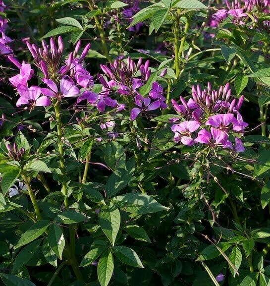 Cleome Senorita Rosalita - View 14 from www redcrocus com