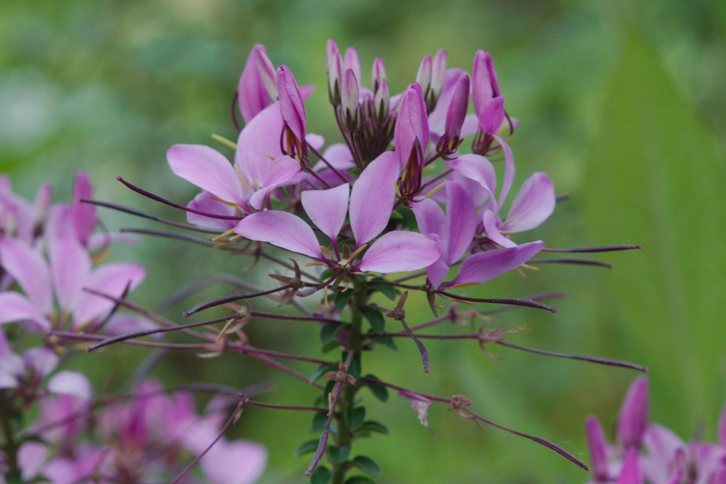 Cleome Senorita Rosalita - View 15 from www redcrocus com
