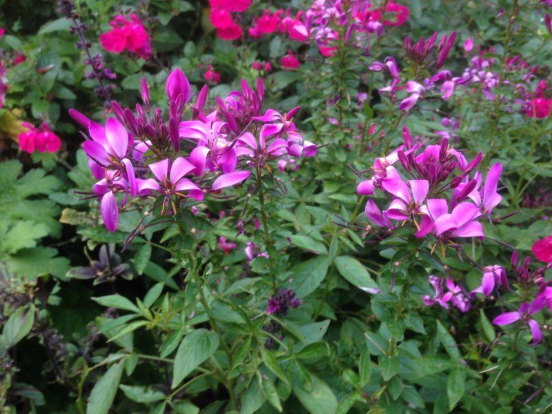 Cleome Senorita Rosalita - View 16 from www redcrocus com