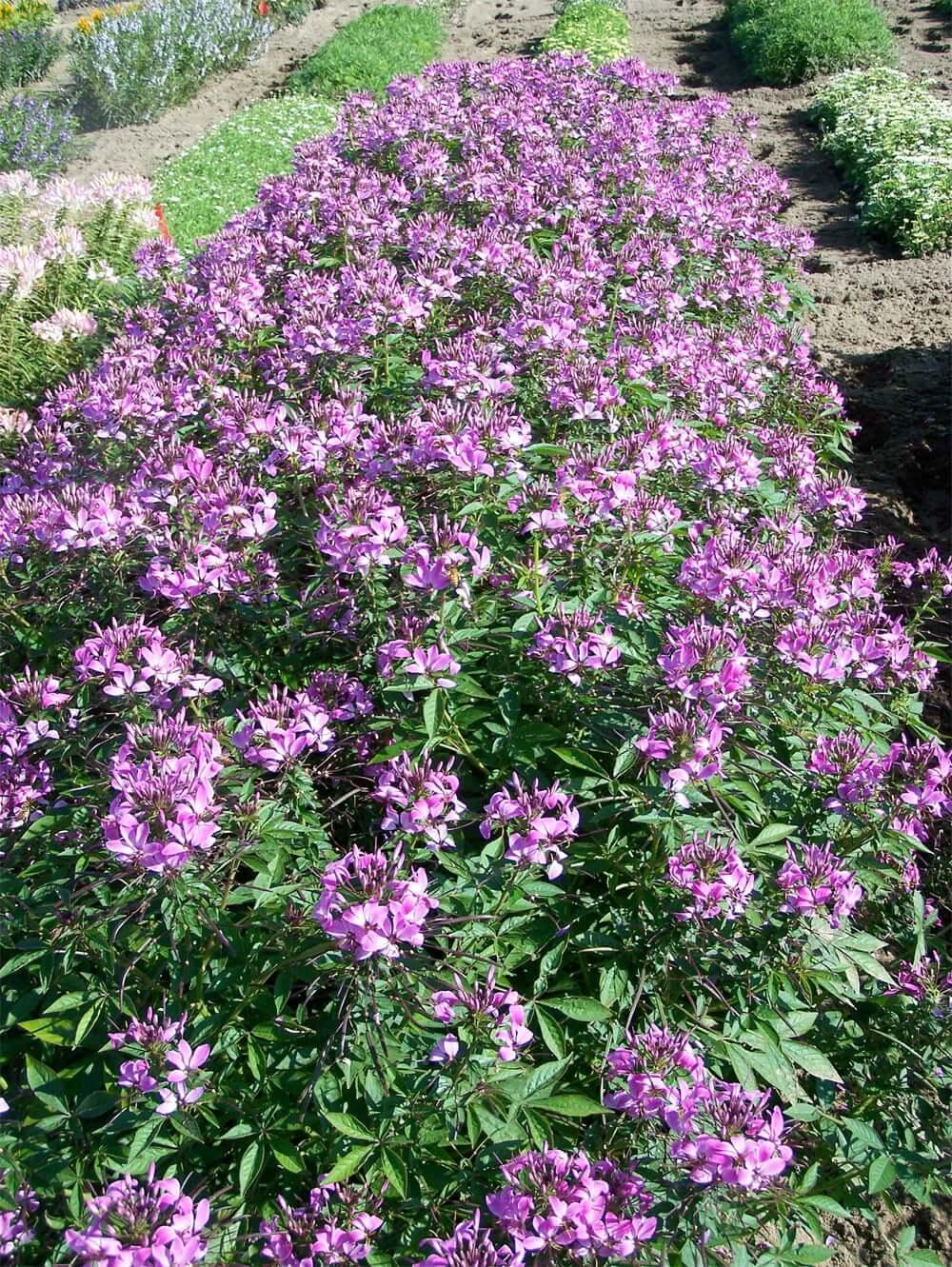 Cleome Senorita Rosalita - View 17 from www redcrocus com
