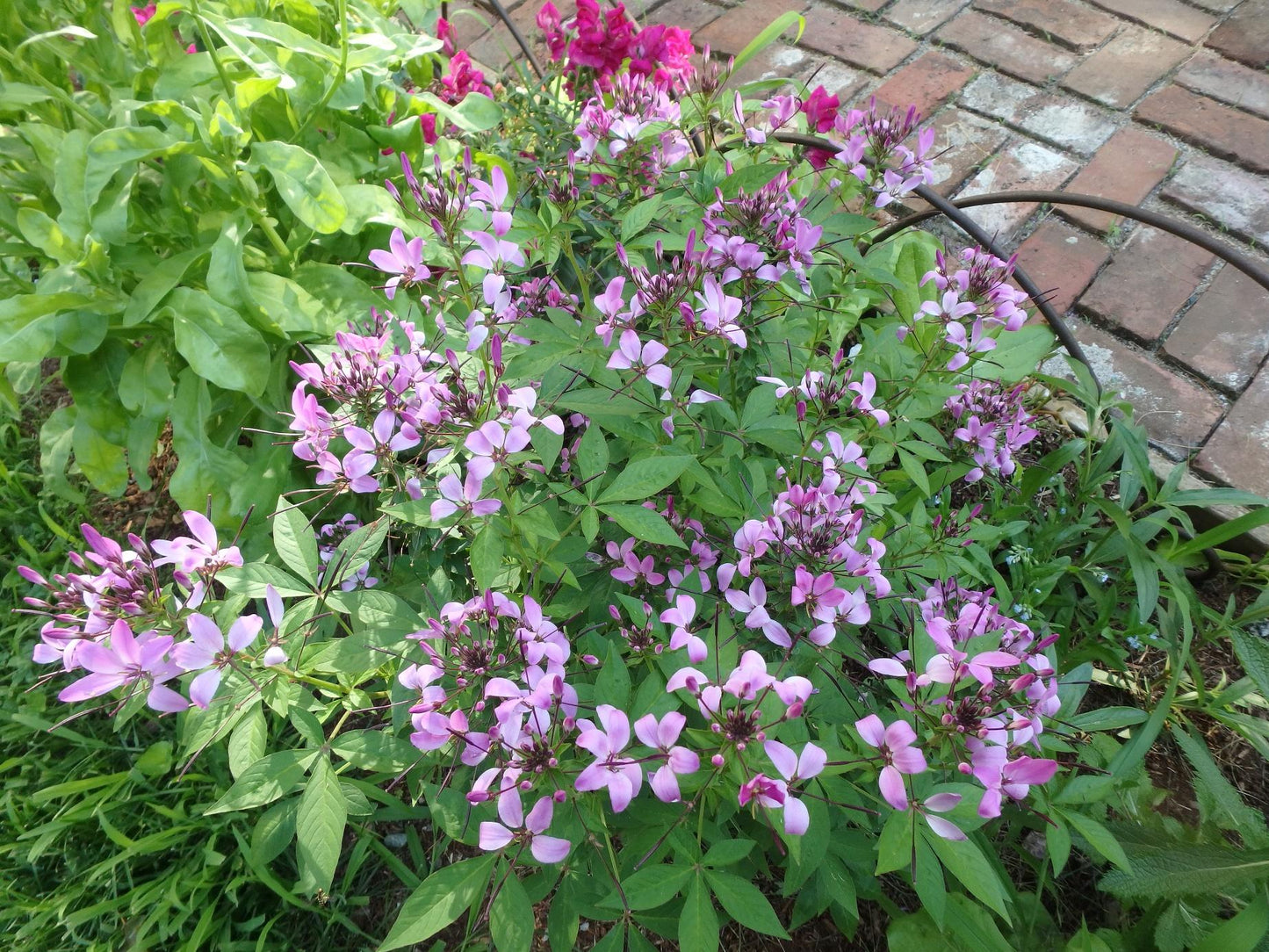 Cleome Senorita Rosalita - View 18 from www redcrocus com