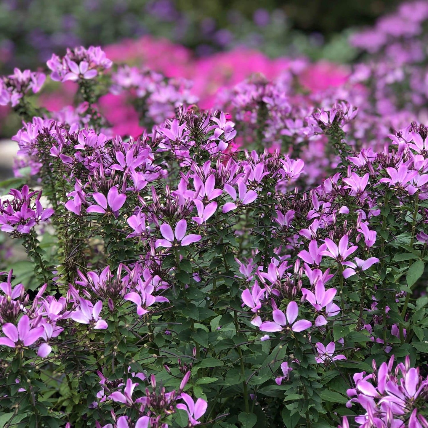 Cleome Senorita Rosalita - View 2 from www redcrocus com