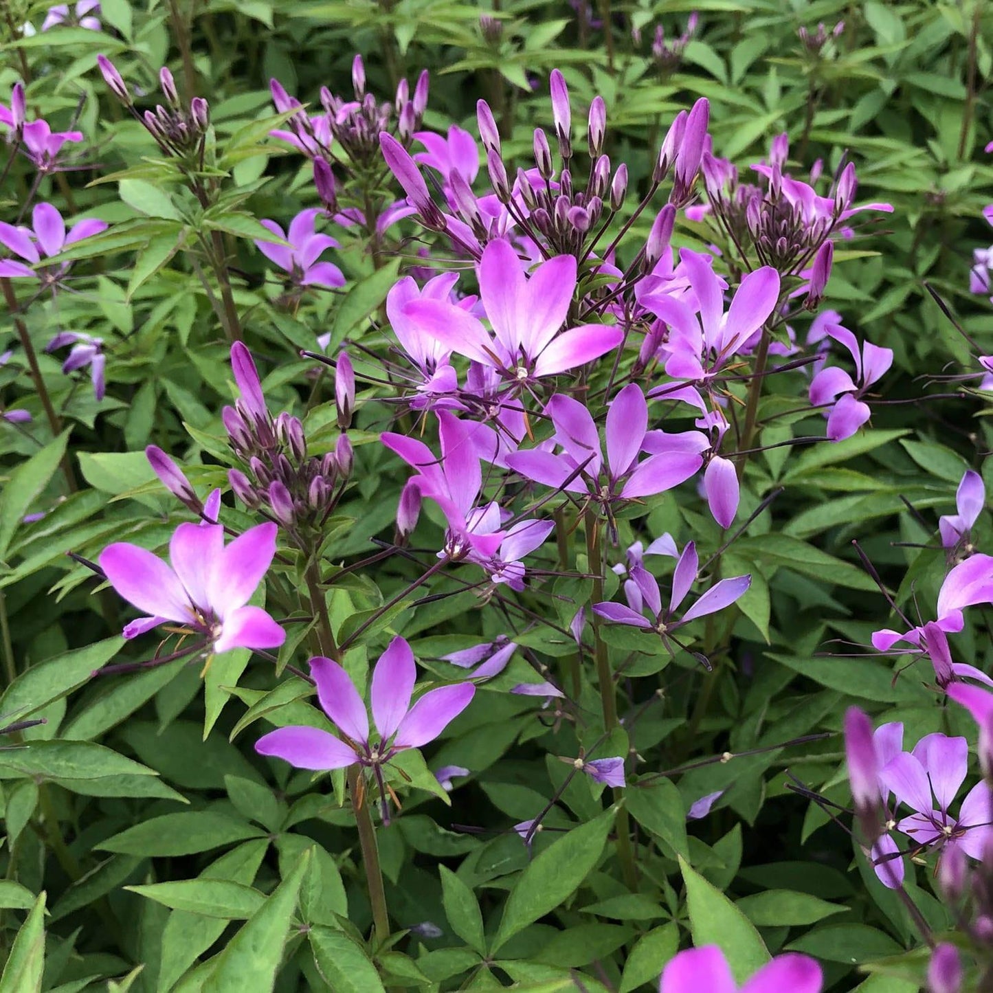 Cleome Senorita Rosalita - View 3 from www redcrocus com