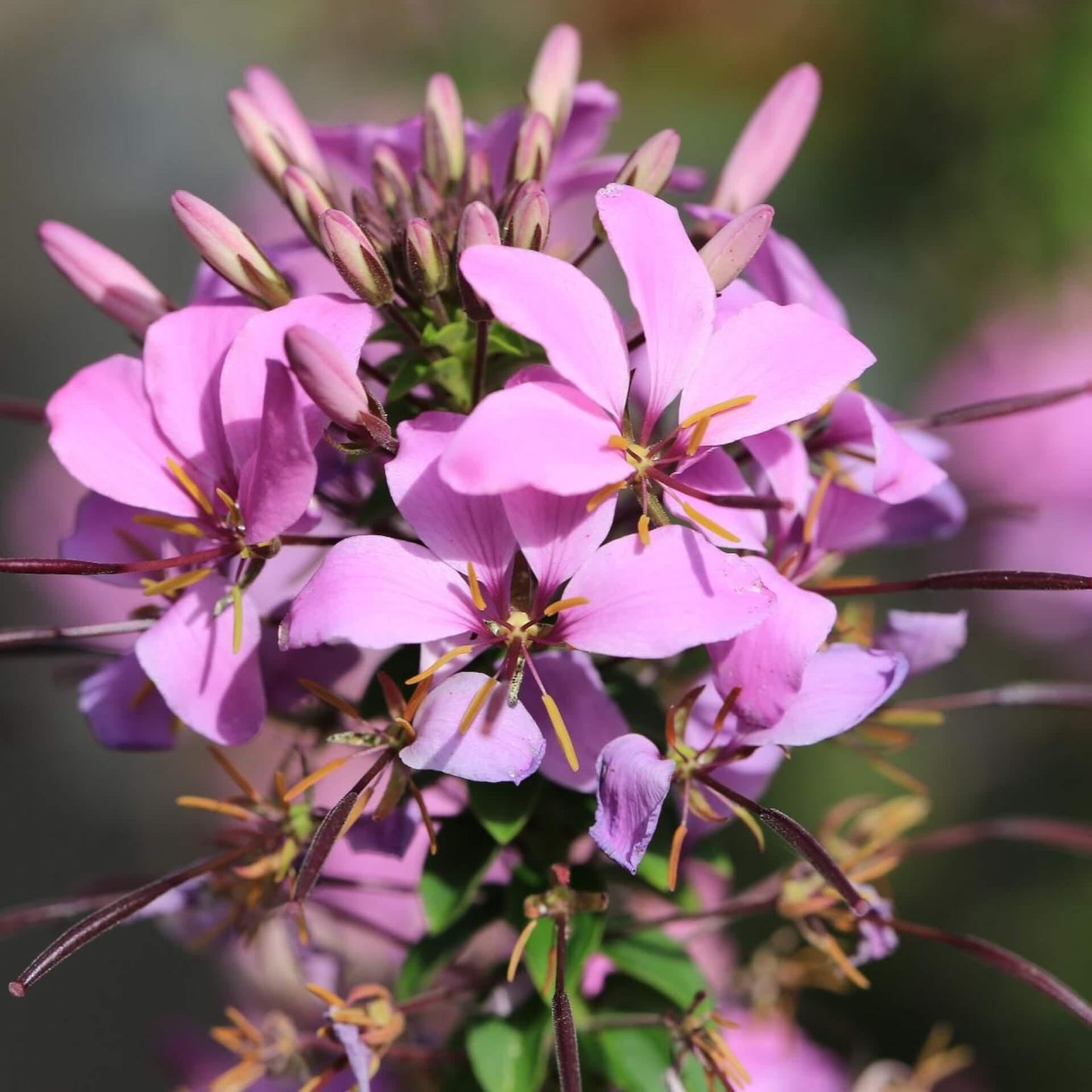 Cleome Senorita Rosalita - View 6 from www redcrocus com