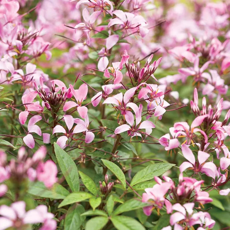 Cleome Senorita Rosalita - View 7 from www redcrocus com