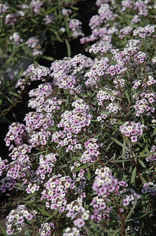 Lobularia Blushing Princess - View 10 from www redcrocus com