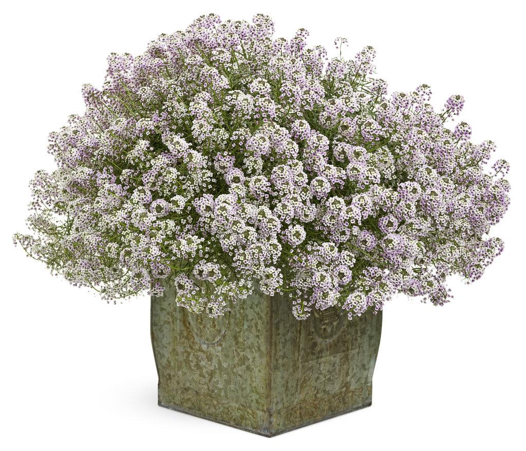 Lobularia Blushing Princess - View 5 from www redcrocus com