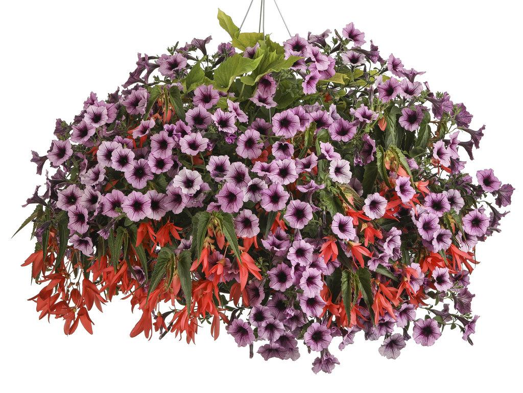 Ipomoea Sweet Caroline Bewitched Green With Envy - View 14 from www redcrocus com