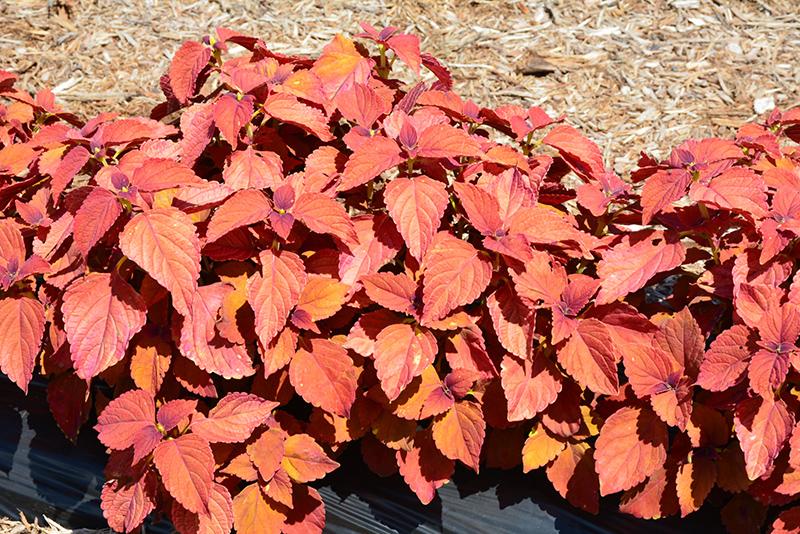 Coleus Colorblaze Sedona Sunset - View 10 from www redcrocus com