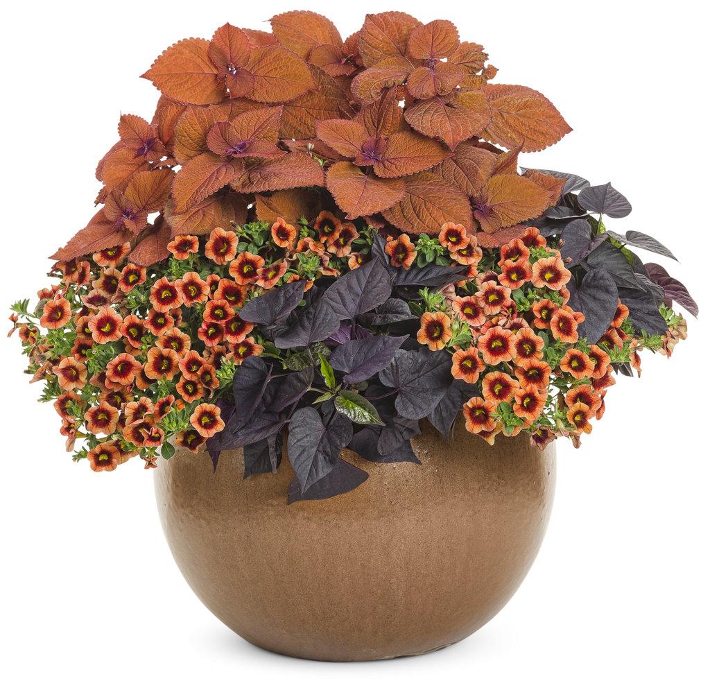 Coleus Colorblaze Sedona Sunset - View 11 from www redcrocus com