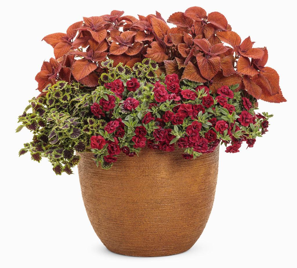 Coleus Colorblaze Sedona Sunset - View 12 from www redcrocus com
