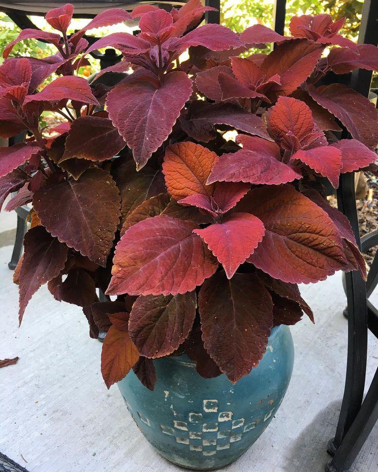 Coleus Colorblaze Sedona Sunset - View 13 from www redcrocus com