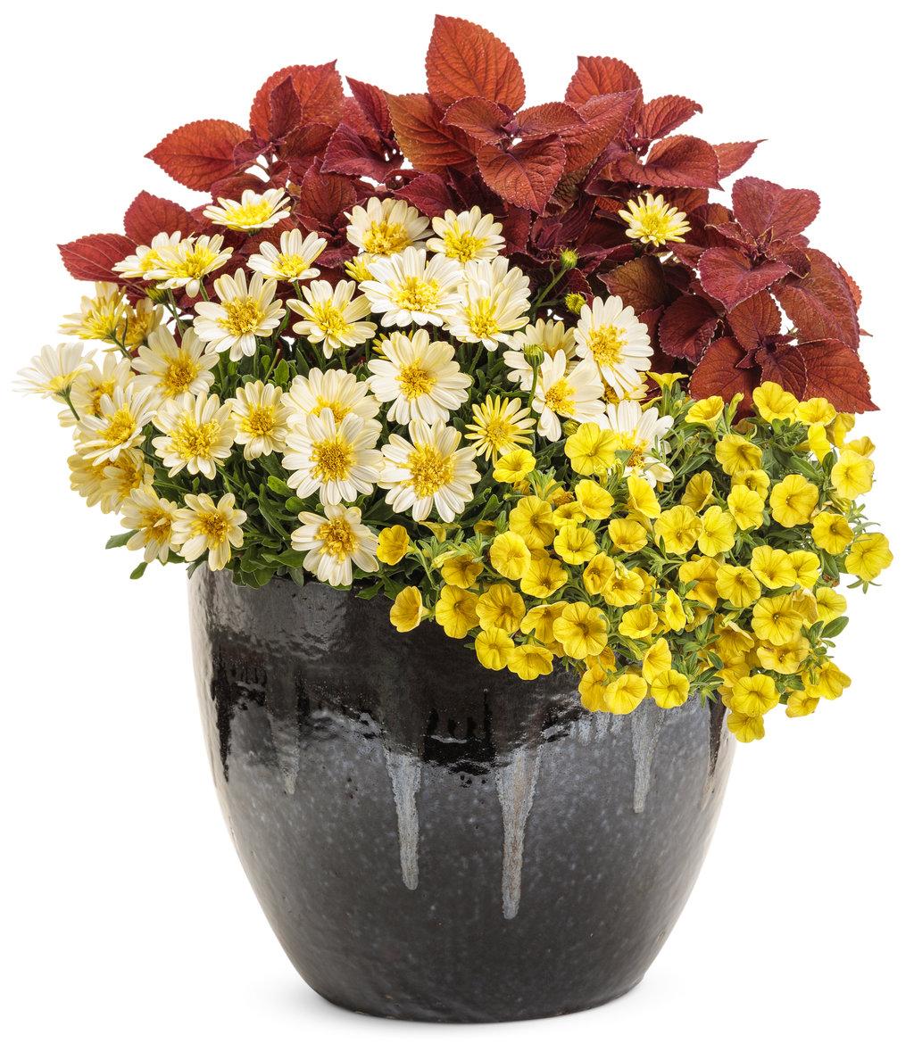 Coleus Colorblaze Sedona Sunset - View 14 from www redcrocus com