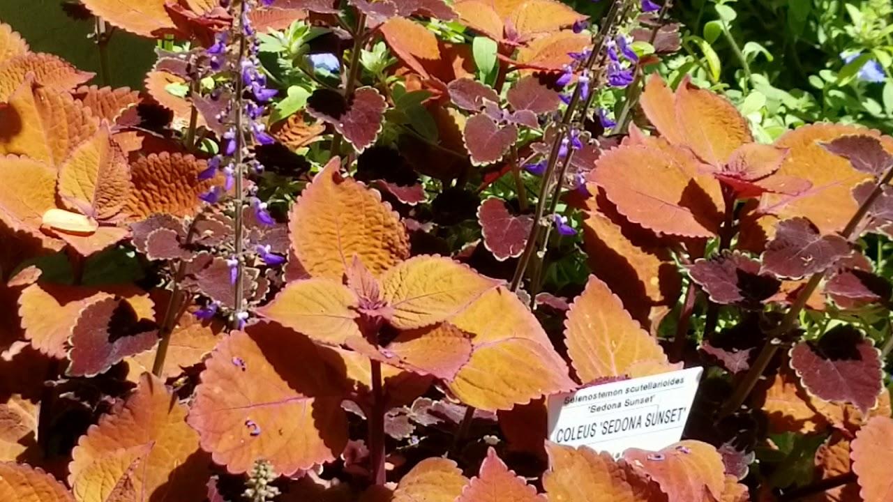 Coleus Colorblaze Sedona Sunset - View 16 from www redcrocus com
