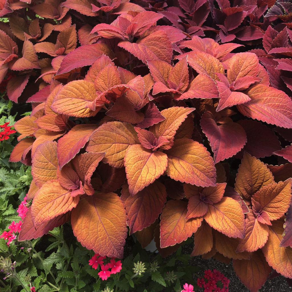 Coleus Colorblaze Sedona Sunset - View 2 from www redcrocus com