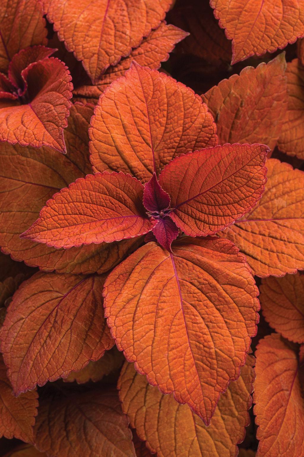 Coleus Colorblaze Sedona Sunset - View 3 from www redcrocus com