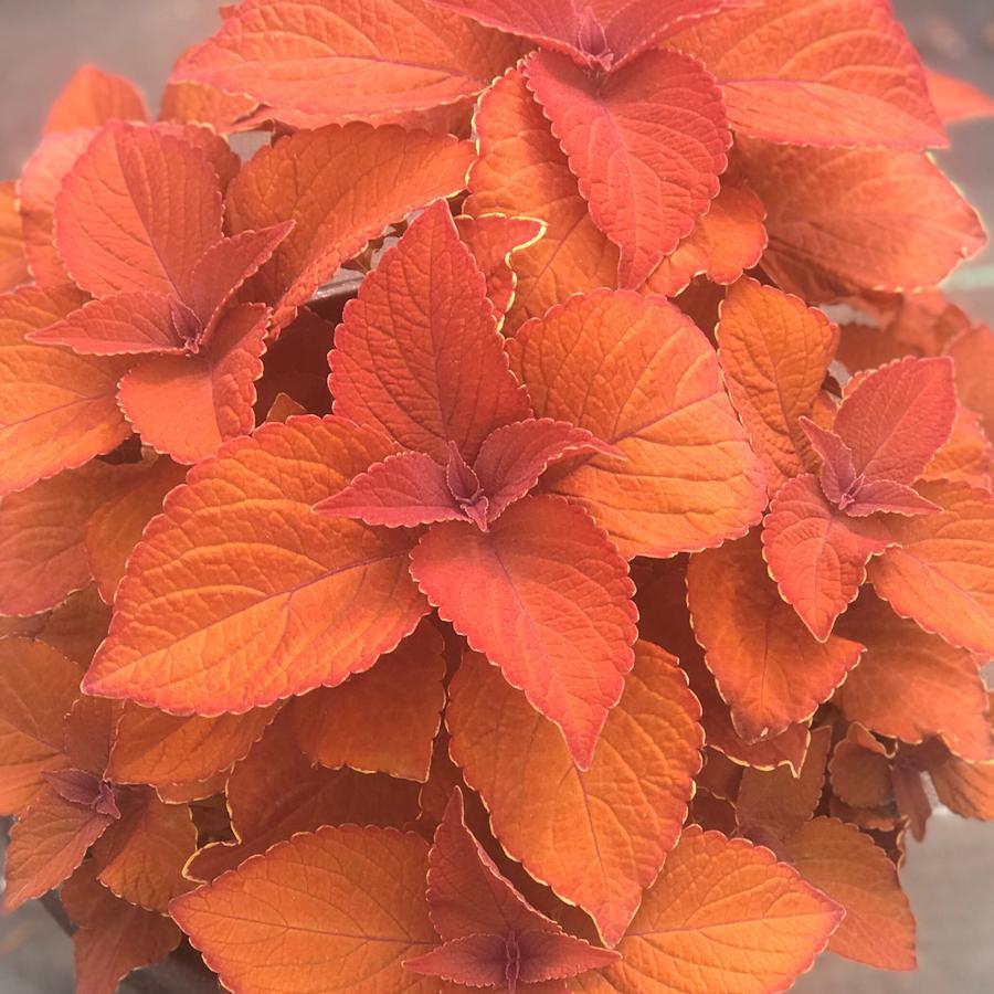Coleus Colorblaze Sedona Sunset - View 4 from www redcrocus com