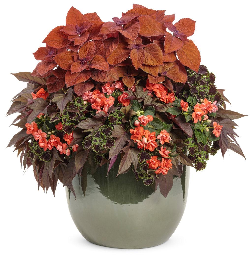 Coleus Colorblaze Sedona Sunset - View 5 from www redcrocus com