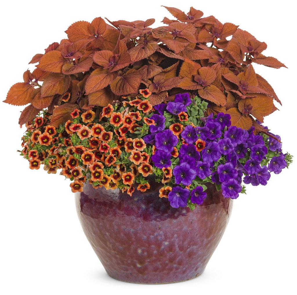 Coleus Colorblaze Sedona Sunset - View 6 from www redcrocus com