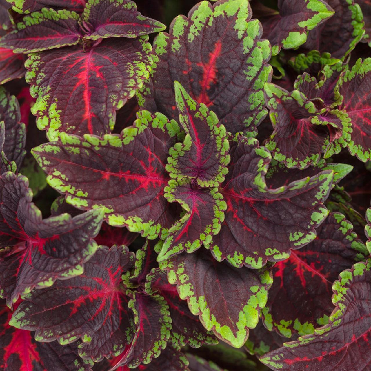 Coleus Colorblaze Sedona Sunset - View 7 from www redcrocus com