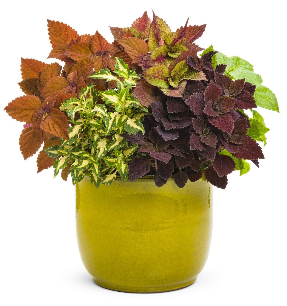 Coleus Colorblaze Sedona Sunset - View 8 from www redcrocus com