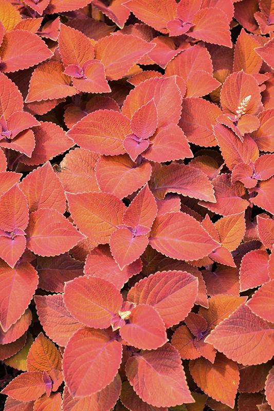 Coleus Colorblaze Sedona Sunset - View 9 from www redcrocus com