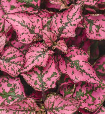 Hypoestes Hippo White - View 11 from www redcrocus com
