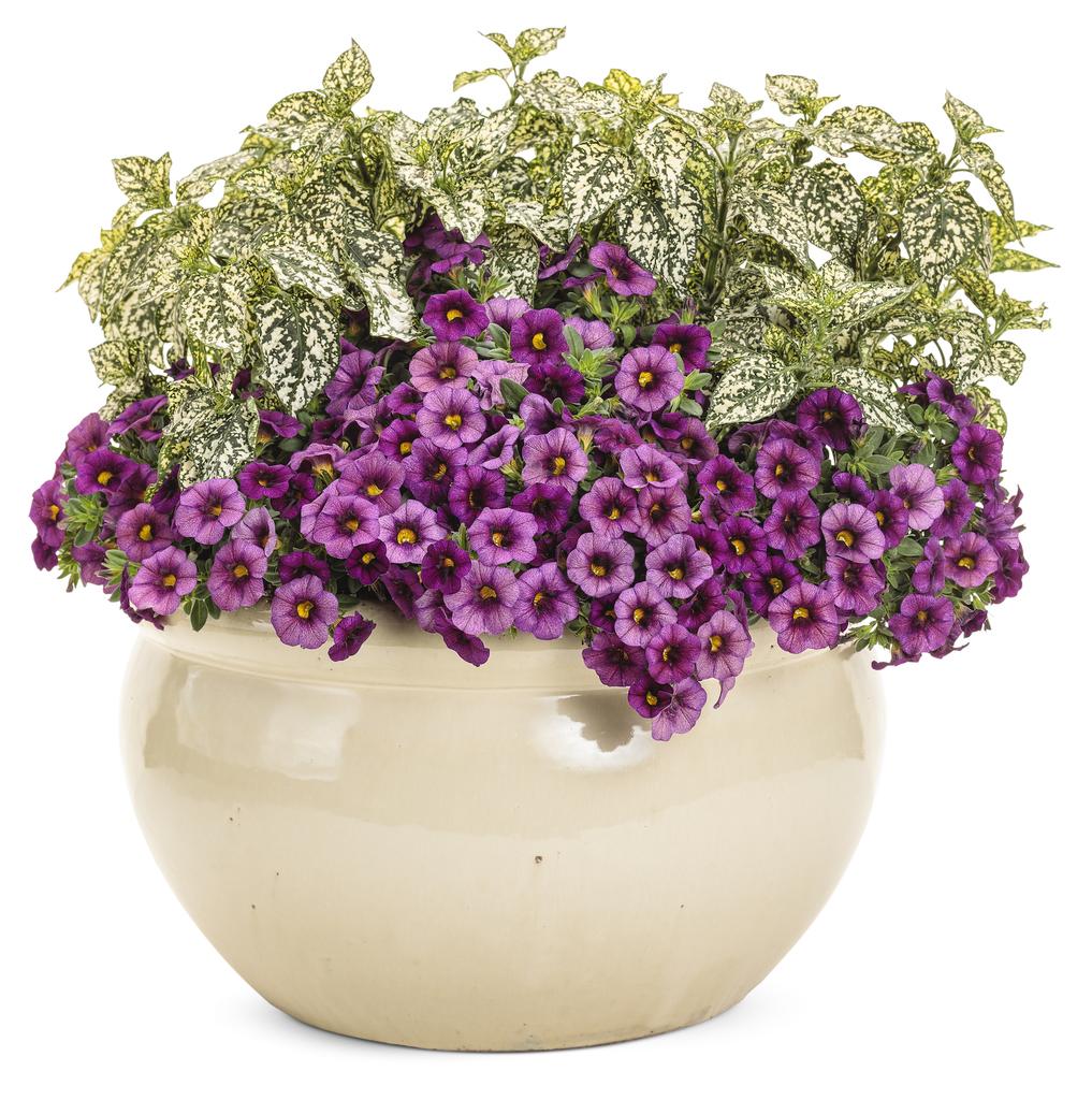 Hypoestes Hippo White - View 12 from www redcrocus com