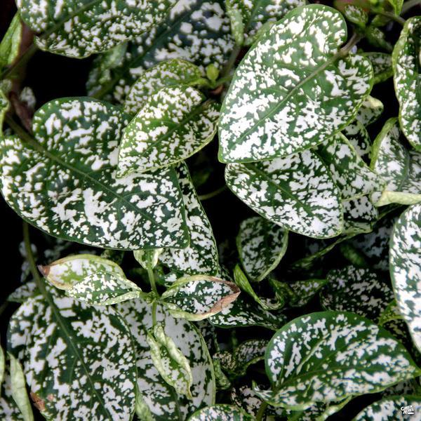 Hypoestes Hippo White - View 13 from www redcrocus com