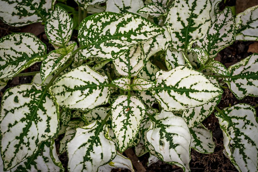 Hypoestes Hippo White - View 14 from www redcrocus com