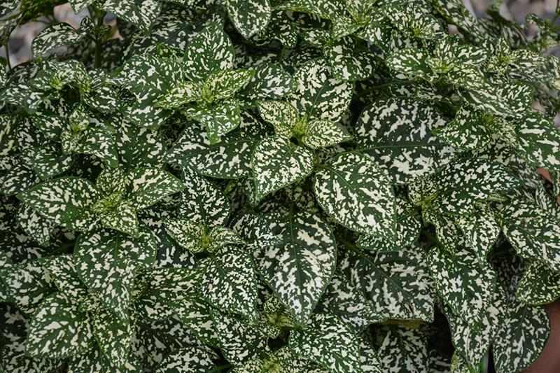 Hypoestes Hippo White - View 15 from www redcrocus com