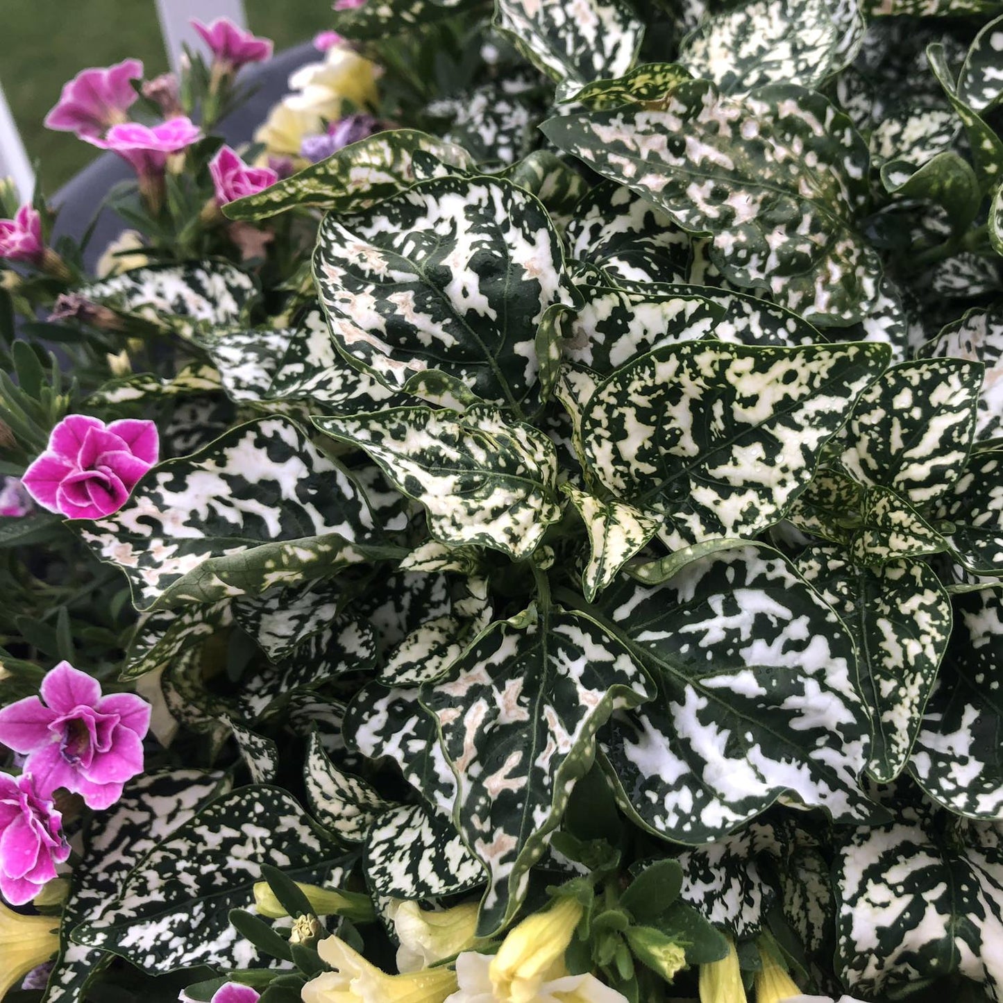 Hypoestes Hippo White - View 3 from www redcrocus com