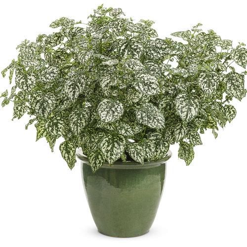 Hypoestes Hippo White - View 4 from www redcrocus com