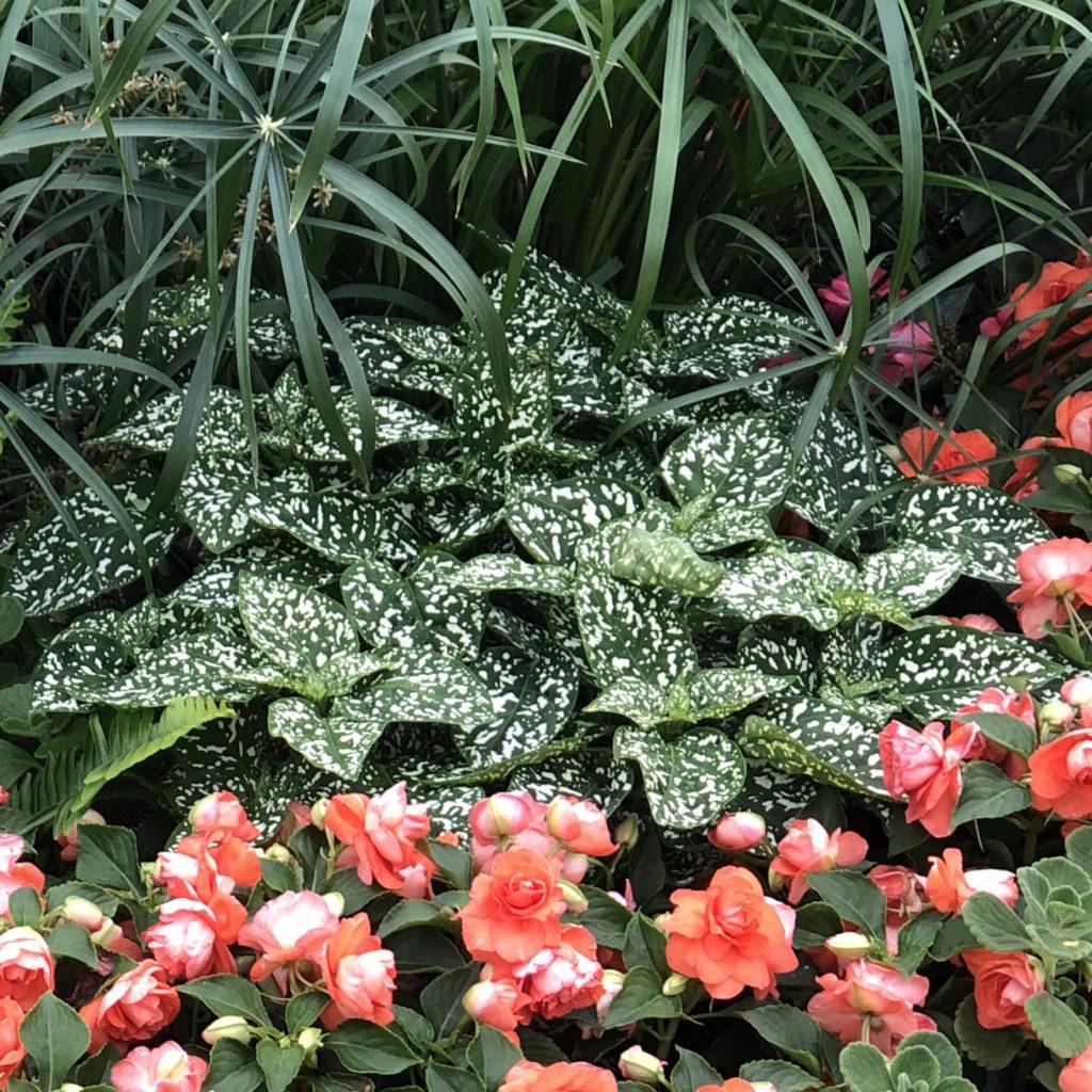 Hypoestes Hippo White - View 5 from www redcrocus com