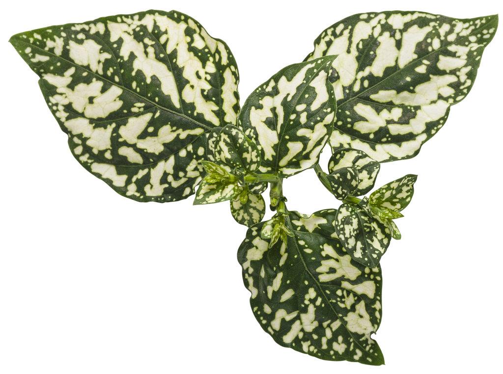 Hypoestes Hippo White - View 6 from www redcrocus com
